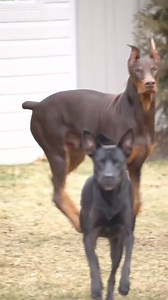 1.4M views · 10K reactions | 殺殺 #dog #puppies #dobermann #funny #doglover #dobermanpinscher #doberman #pet | Dobermen lover | Facebook
