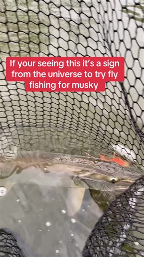Ever thought about giving musky on the fly a try? It’s not easy, it’s not fast, and it’s definitely not guaranteed — but when it comes together, it’s one of the most rewarding challenges in fly fishing. #KeystoneAnglersGuideService #MuskyOnTheFly #MuskyFishing #FlyFishing #fishingtiktoks