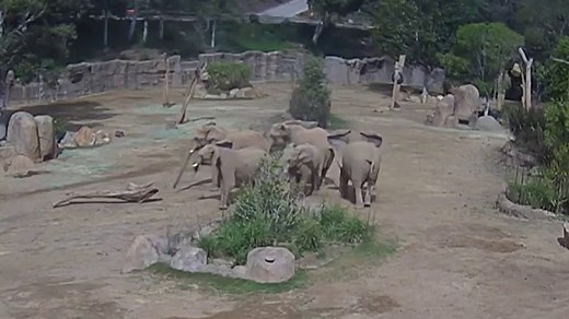 Elephants huddle around young during San Diego earthquake