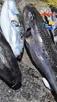 La Grecia ha messo una taglia sul pesce palla | ARTE.tv Documentari