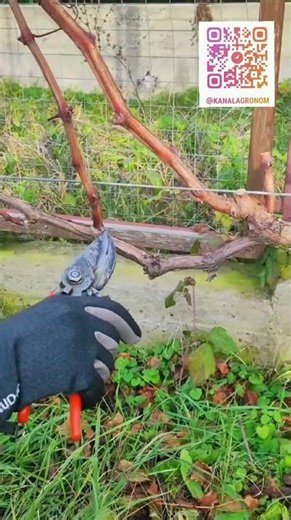 Grapevine Pruning Tips 🍇 How to Shape for a Better Harvest #vineyard #grapepruning #gardening