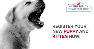 Are you a first time owner of a puppy or kitten? Learn the basics & know their needs. Set an appointment online & have quick stroll at Royal Canin's Starter Hub | Royal Canin