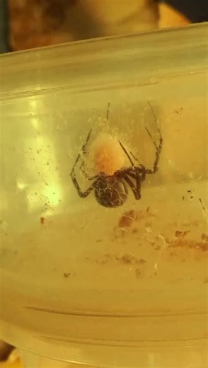 ⚠️🕷️pet black widow⚠️🕸️ 1-3-26 laying egg sac #foryoupage #featureme #blackwidowspider #donottrythisathome #pet