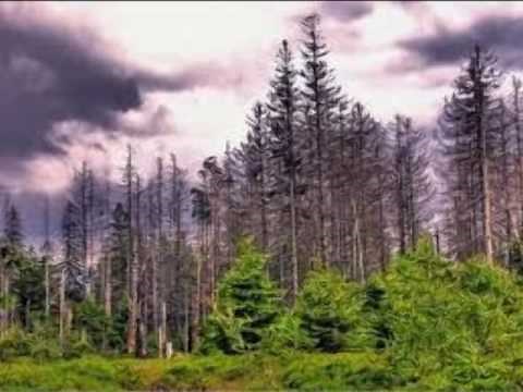 acid rain effects on forest shocking video
