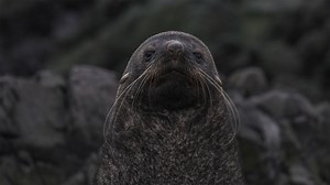 Episode 4 Preview | Dynamic Planet