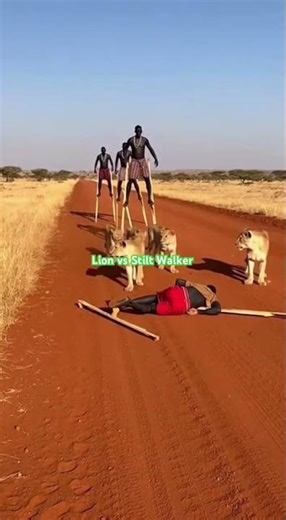 SCARY! Stilt Walker Fails Near Lions 😱 #Shorts #Animals