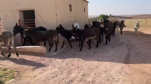 We now have 200 donkeys, mules and horses at Jarjeer. Over half rescued during the pandemic. This video shows the scale of our operation. Please don’t worry if you see some donkeys with deformed legs, they are happy to go out to the field during the day and they have all been cleared to do so by our vet. They are now coming in for farine, chaff and sugar beet out of their bowls! They go into a barn for the night and have a supper of hay and alfalfa. This scale requires husbandry - it is not good