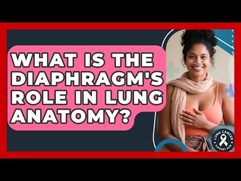 What Is The Diaphragm's Role In Lung Anatomy? - Lung Cancer Support Hub