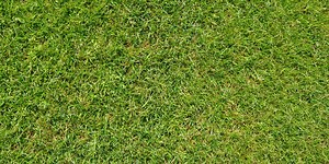 Know your lawn: Clemson Extension offers soil testing