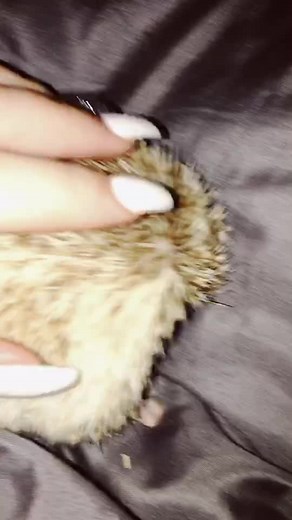 Everyone, meet pixie 🦔🙈 #hedgehog #pixie #5months #process #new #mybaby