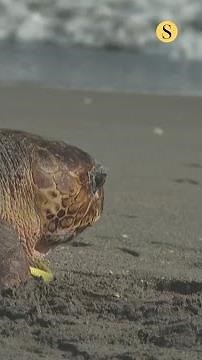 Injured sea turtle Swim Shady returns to the ocean after recovery