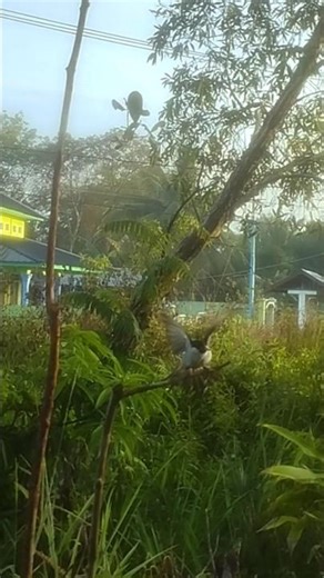 Amazing bird trap‼️ dapet satu poin #burungpikat #birds #kutilanggacor