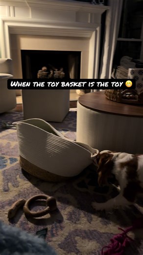 Toy basket brings all the fun #kingcharlescavalierspaniel