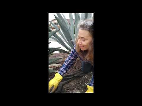 How to remove blue agave