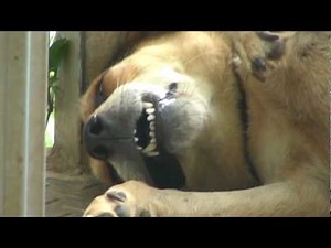 Hei La La ( three legs Labrador) and Xiao Mi (Beagle Mix)