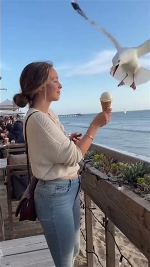 Seagulls Stealing Food From Beachgoers #Shorts
