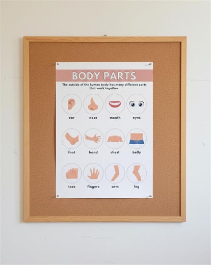 Body Parts Poster, Toddler Anatomy Chart, Preschool Science (digital Download) - Etsy