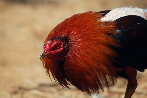 How to get your roosters to stop fighting each other in 4 simple steps — The Featherbrain
