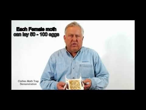 Insects Limited Clothes Moth Trap Demonstration