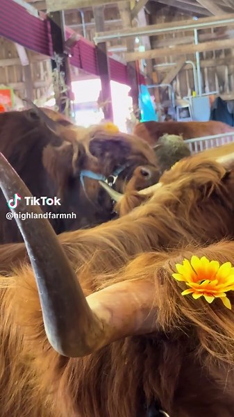 Gwenny's Hilarious Itch-Scratching Moment