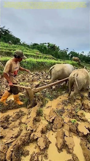 Taming the Fields: How Traditional Plowing Sustains Generations