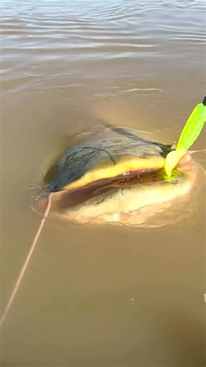 Huge Fish on Spinning