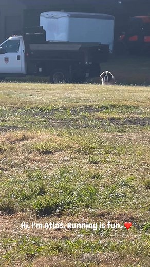 #atlasthesaint #bigdogsbigstatues #LivinginPlymouth | Atlas.the.saint