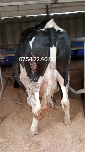 Digital farming kenya (@digital_farming_kenya)’s videos with original sound - @king_yapsud