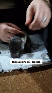 2.5K views · 1.1K reactions | Meet Atlas ♥️ Atlas is our baby Brown...