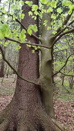 Love in the Forest 🌳They Love Each Other #nature