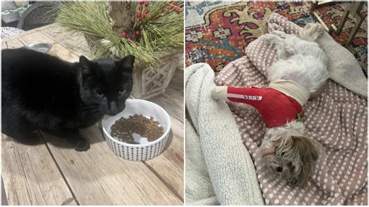 Watch: Cat’s fearless jump to action saves small dog from coyote attack in Oklahoma