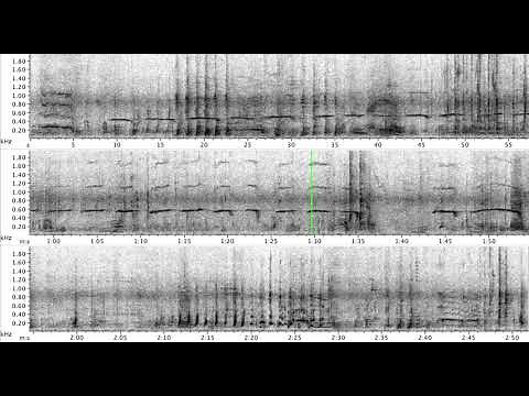 Humpback whale calls and spectrograms- Southeast Alaska