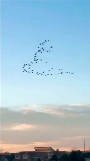 A TEAMWORK LESSON from GEESE. The team is In Unison & Alignment with the Leader. Source:@mani2350