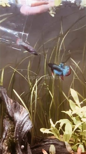 How to Breed Betta Fish #aquarium #bettafish #ecosystem #breeding #foryou #fish
