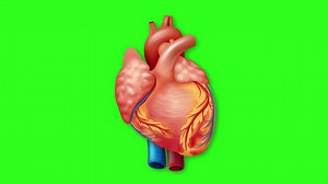 Animated human heart beating on chroma key background | Premium Stock Video Footage