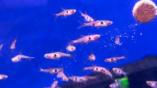 Spotted Rasbora  #fishkeeping #tropicalfish #aquariums #kidsgrovetropicals #fishcare #rasbora | Kidsgrove Tropicals & Water Garden Centre | Facebook