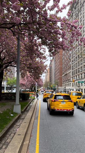 Spring in New York City - Park Ave | New York City Photos