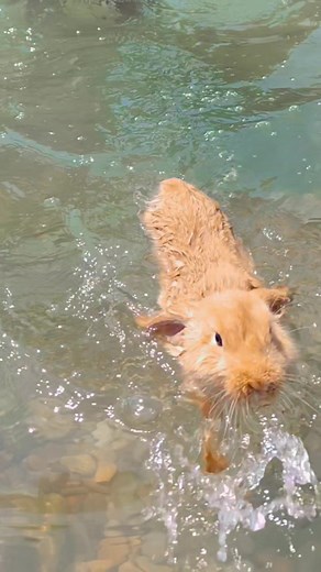 Bubu's first time swimming 🥹 #summer #swimming #animals #bunny #rabbit #conejo #bunnylove #blogger #4you #foryou #foryoupage