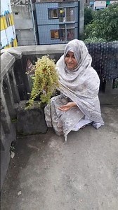 এ আমি কি করে ফেললাম /what have I done #babytears #plant #vlog