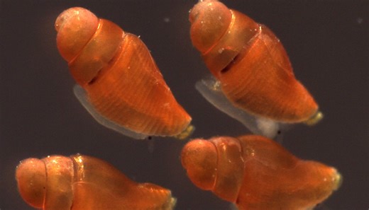 New venom discovery from deadly cone snails