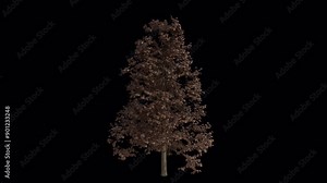 European Lime Tree blowing in the wind. Wind blows the Common Linden Tree. Animated Tilia Europaea Tree swaying in the wind with Transparent Background. Alpha Channel. Loop Animation