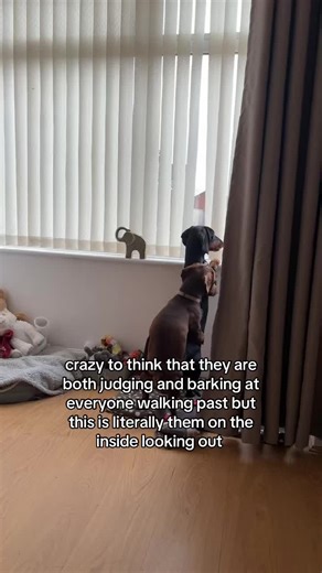 neighbourhood watch gone wrong #fyp #foryou #dachshund #dogsoftiktok