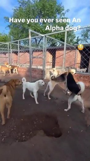 🐕 Understanding DOMINANT Dog Behavior! Alpha Dog Body Language Explained! 🐾