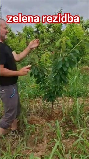Zelena rezidba kod trešnje #fruit #plants #fruitcutting #pruning #agriculture #agro #garden #fruits