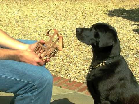 Dog Muzzle Training - How to muzzle a dog