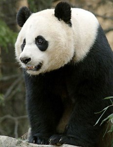 Giant panda gives birth at National Zoo (Video) - WTOP News