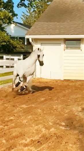 Absolute Perfection! White Arabian Horse Elegance