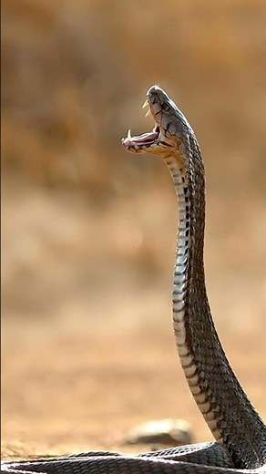The Deadly Strike – Spitting Cobra’s Venom in Mid-Air