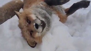 233K views · 10K reactions | Finnegan fox in the snow! | Saveafox Corporation | Facebook