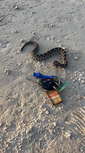 A baby eastern diamondback rattlesnake (Crotalus adamanteus) I found crossing the road this fall! 🐍🐍 This individual was so young it only had one rattle segment so the tail rattling didn’t make any noise! Each time a rattlesnake sheds its skin, it will gain another rattle segment. While these segments can break off, in this case, the snake hadn’t even had its first shed. Here’s to hoping this little guy lives a long and prosperous life out in the wild!! #snake #snakes #rattlesnake #diamondback